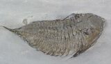 Bargain Dalmanites Trilobite - New York #42682-2